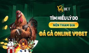 Chọi gà V9bet được săn đón nồng nhiệt